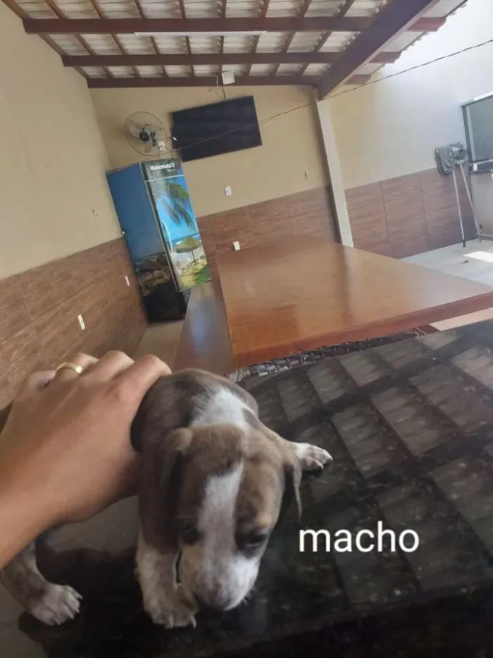 Cachorro raça Indefinida porte pequenos  idade Abaixo de 2 meses nome Sem nome