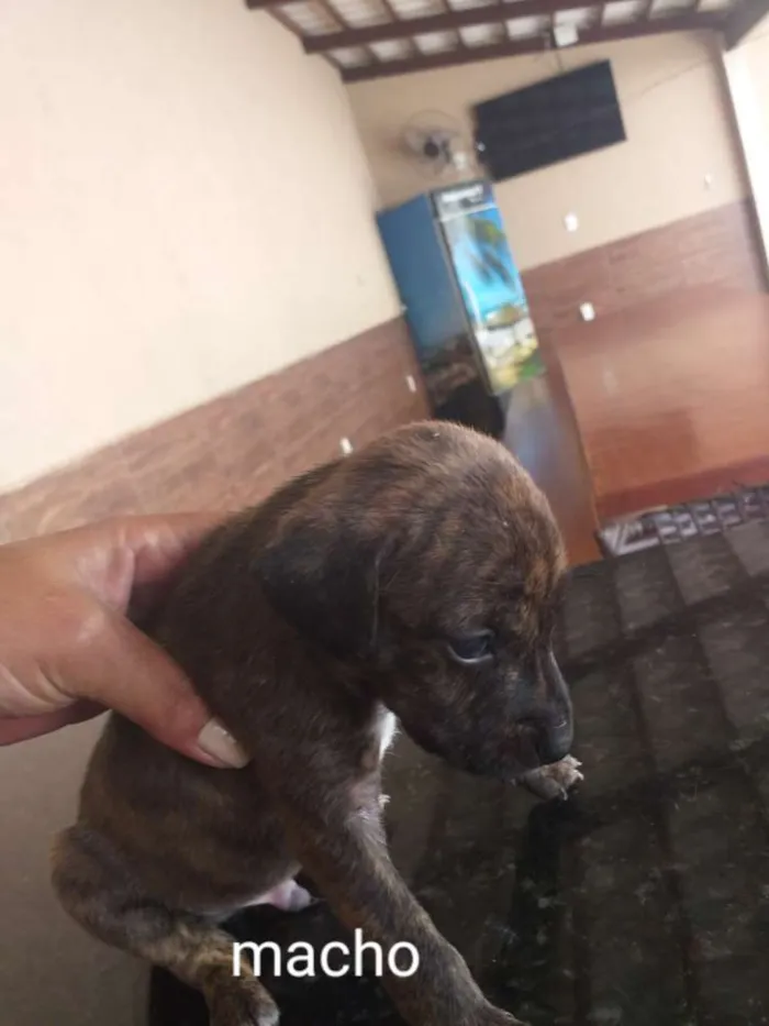 Cachorro raça Indefinida porte pequenos  idade Abaixo de 2 meses nome Sem nome