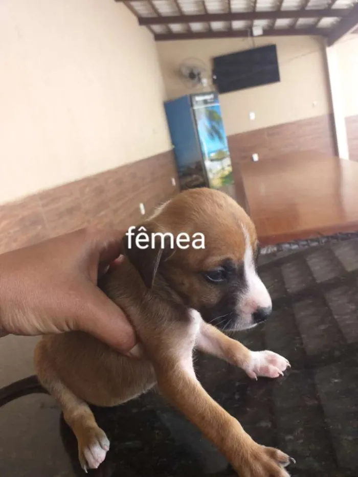Cachorro raça Indefinida porte pequenos  idade Abaixo de 2 meses nome Sem nome