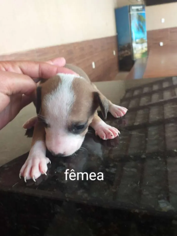 Cachorro raça Indefinida porte pequenos  idade Abaixo de 2 meses nome Sem nome