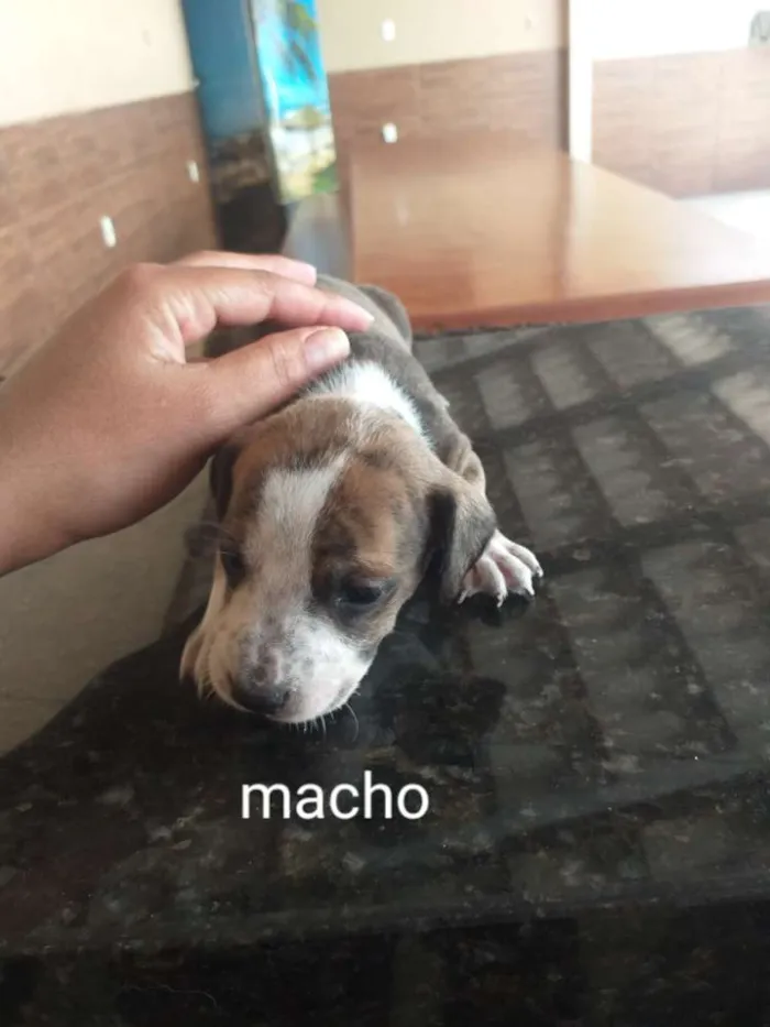 Cachorro raça Indefinida porte pequenos  idade Abaixo de 2 meses nome Sem nome
