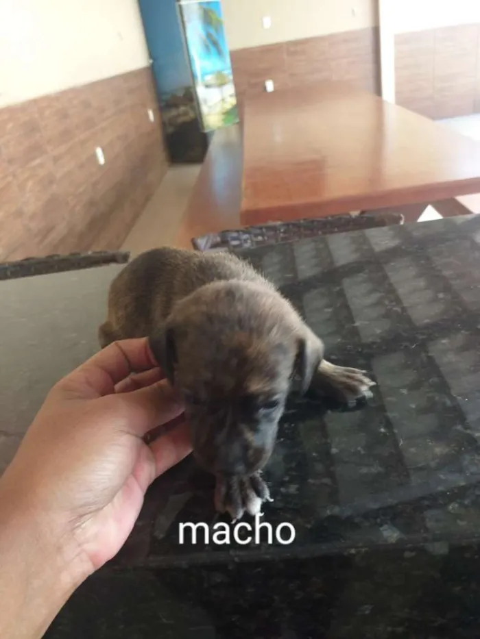 Cachorro raça Indefinida porte pequenos  idade Abaixo de 2 meses nome Sem nome