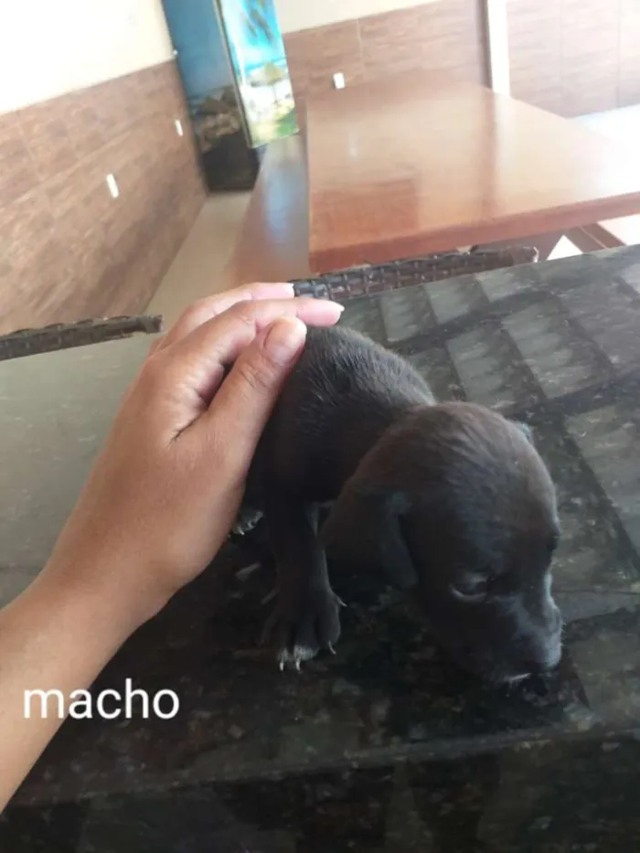 Cachorro raça Indefinida porte pequenos  idade Abaixo de 2 meses nome Sem nome