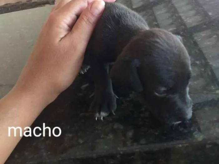Cachorro raça Indefinida porte pequenos  idade Abaixo de 2 meses nome Sem nome