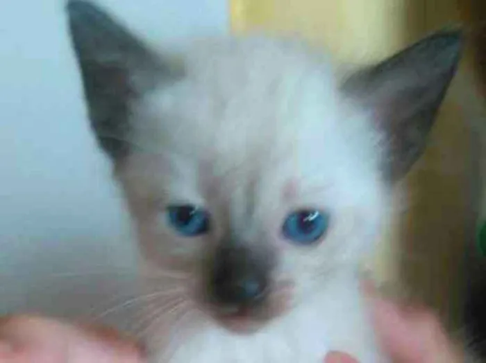 Gato ra a  idade Abaixo de 2 meses nome ADOTE