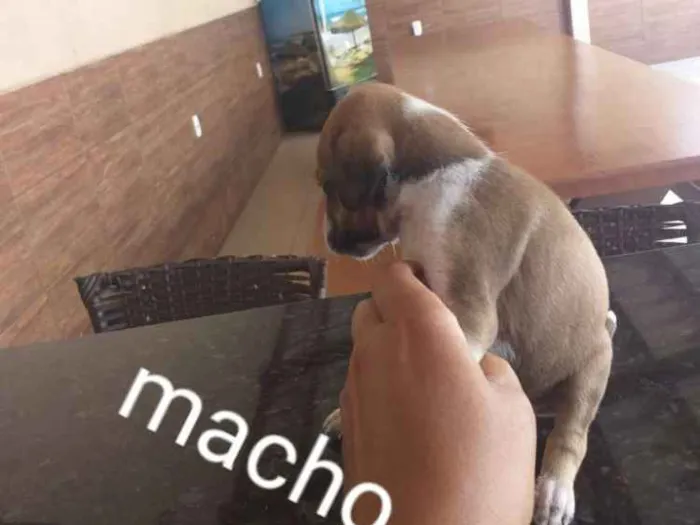 Cachorro raça Indefinida porte pequenos  idade Abaixo de 2 meses nome Sem nome