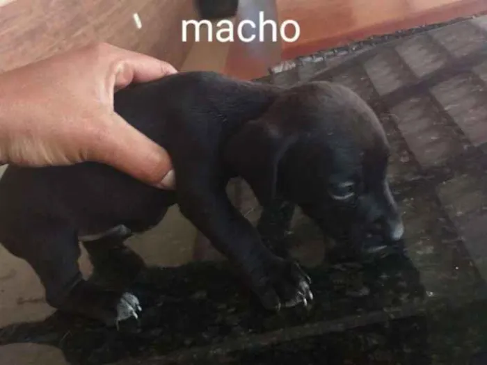 Cachorro raça Indefinida porte pequenos  idade Abaixo de 2 meses nome Sem nome