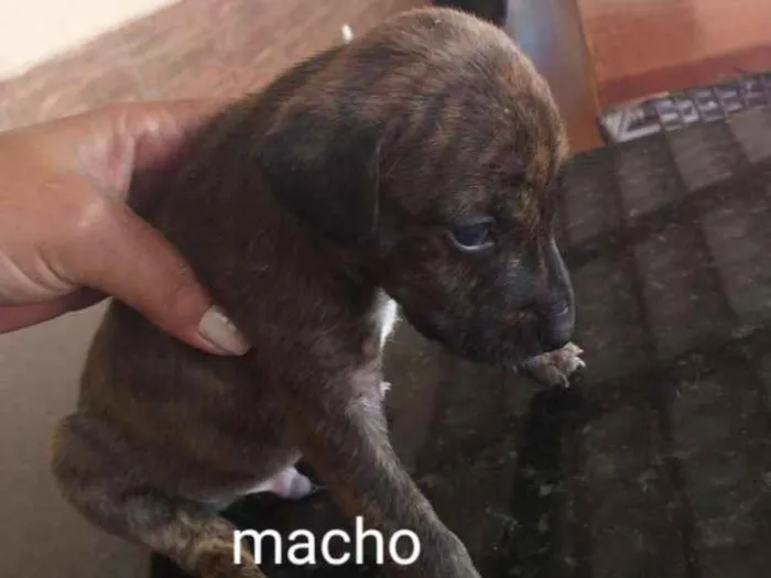 Cachorro raça Indefinida porte pequenos  idade Abaixo de 2 meses nome Sem nome