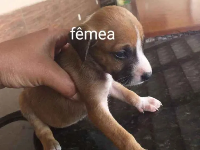 Cachorro raça Indefinida porte pequenos  idade Abaixo de 2 meses nome Sem nome