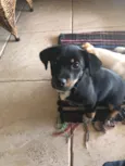 Fifi e Tufão