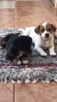Fifi e Tufão
