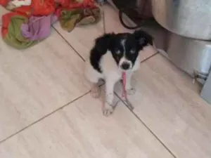 Cachorro raça Não sei idade 2 a 6 meses nome Spok