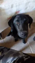 Hana