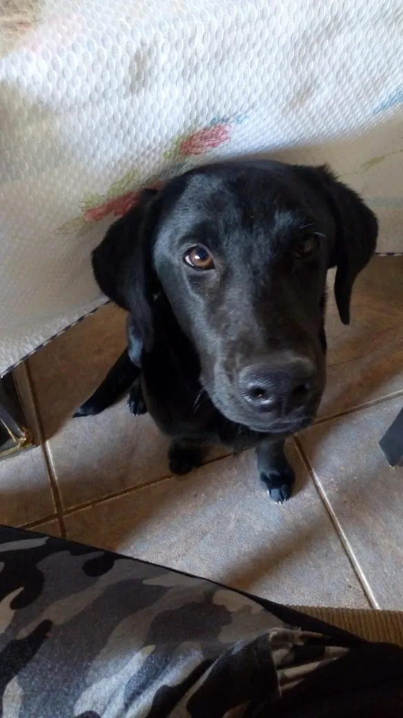 Cachorro ra a Labrador idade 2 a 6 meses nome Hana