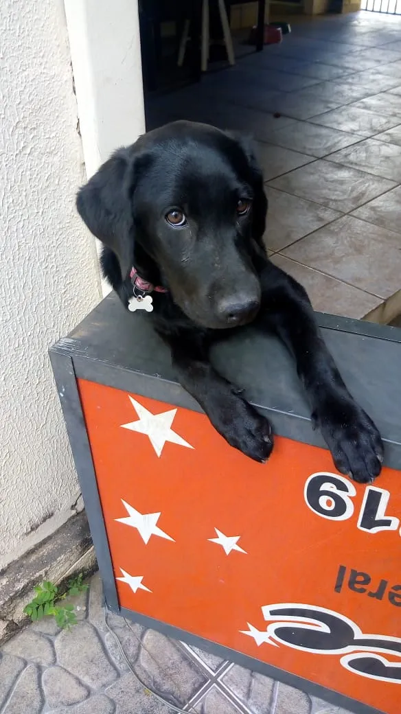 Cachorro ra a Labrador idade 2 a 6 meses nome Hana