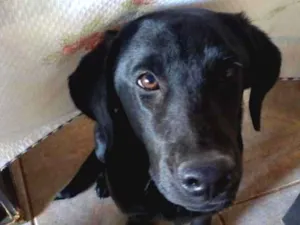 Cachorro raça Labrador idade 2 a 6 meses nome Hana