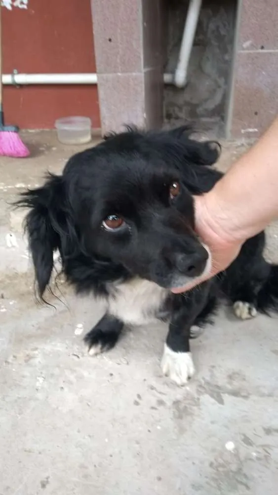 Cachorro ra a Vira lata idade 6 ou mais anos nome Mel