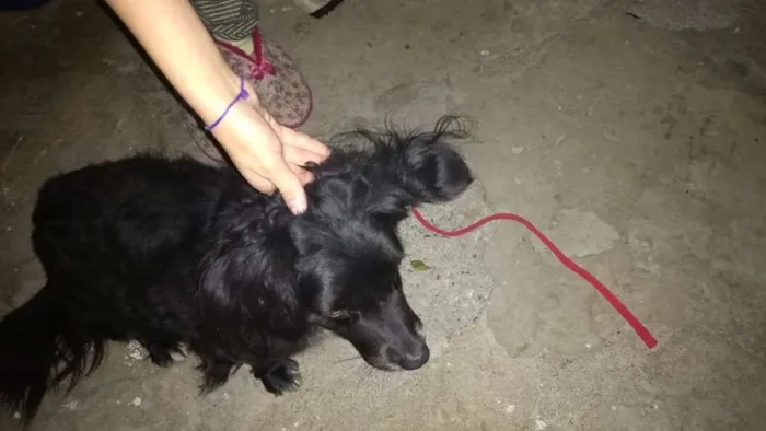 Cachorro ra a Vira lata idade 6 ou mais anos nome Mel