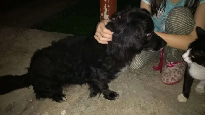 Cachorro ra a Vira lata idade 6 ou mais anos nome Mel