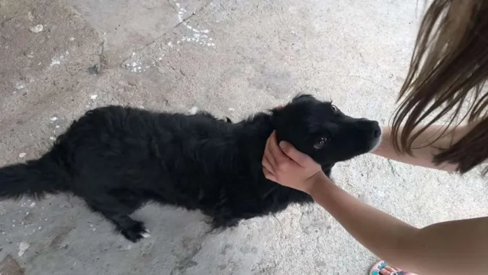 Cachorro ra a Vira lata idade 6 ou mais anos nome Mel