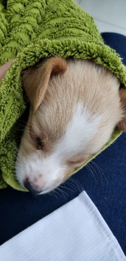 Cachorro ra a Pinscher  idade Abaixo de 2 meses nome Pingo