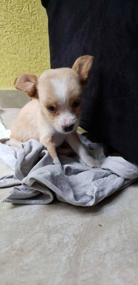 Cachorro ra a Pinscher  idade Abaixo de 2 meses nome Pingo
