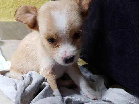 Cachorro ra a Pinscher  idade Abaixo de 2 meses nome Pingo