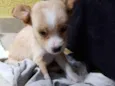Pingo