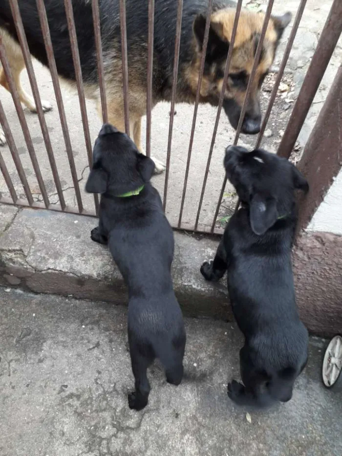 Cachorro ra a Pastor alemão  idade Abaixo de 2 meses nome Nero