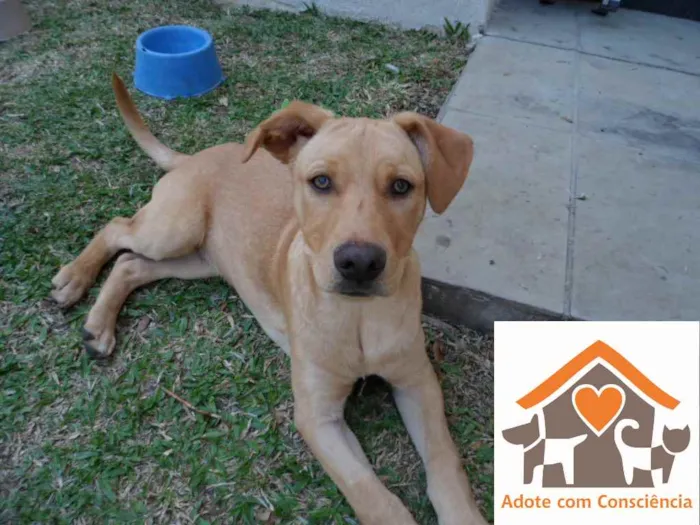 Cachorro ra a SRD idade 2 a 6 meses nome André