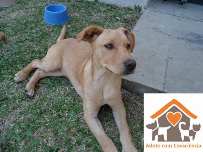Cachorro ra a SRD idade 2 a 6 meses nome André