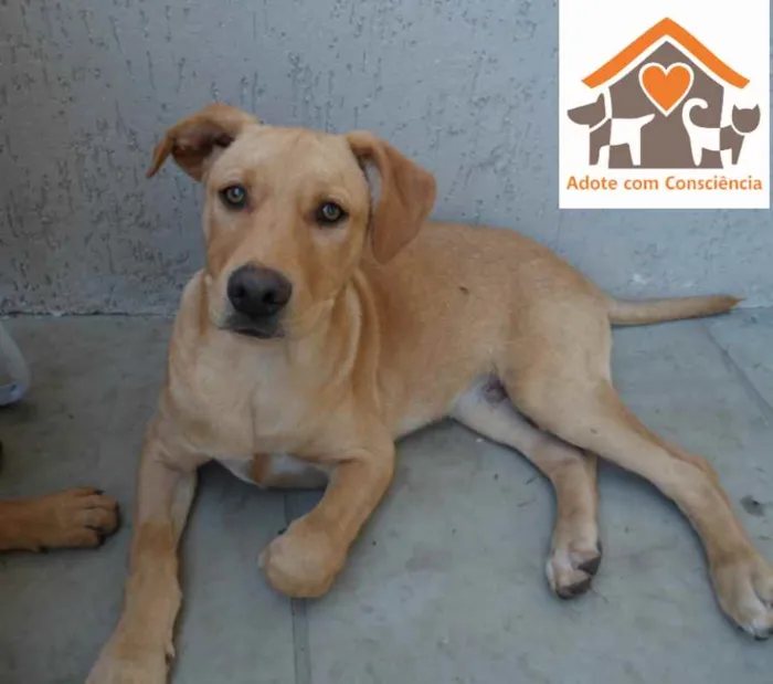 Cachorro ra a SRD idade 2 a 6 meses nome André