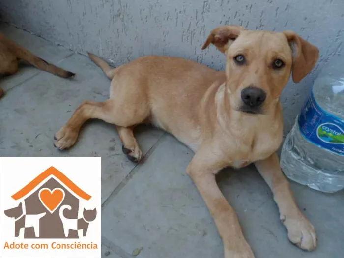 Cachorro ra a SRD idade 2 a 6 meses nome André