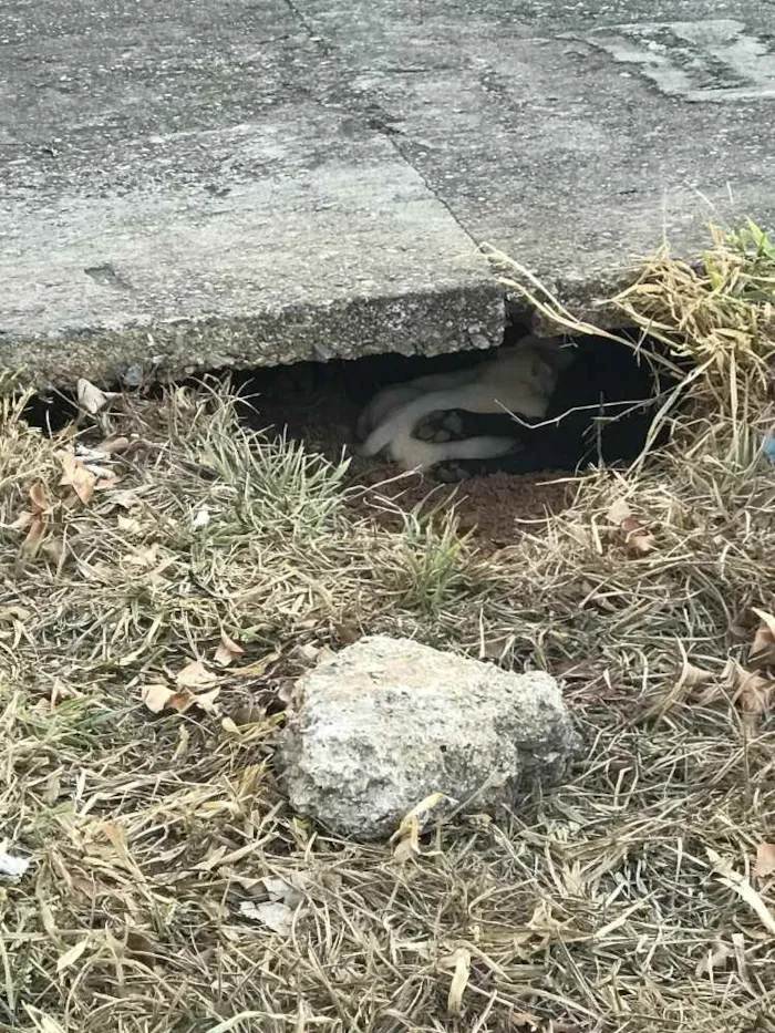 Cachorro ra a Vira lata  idade 3 anos nome Pretinha 