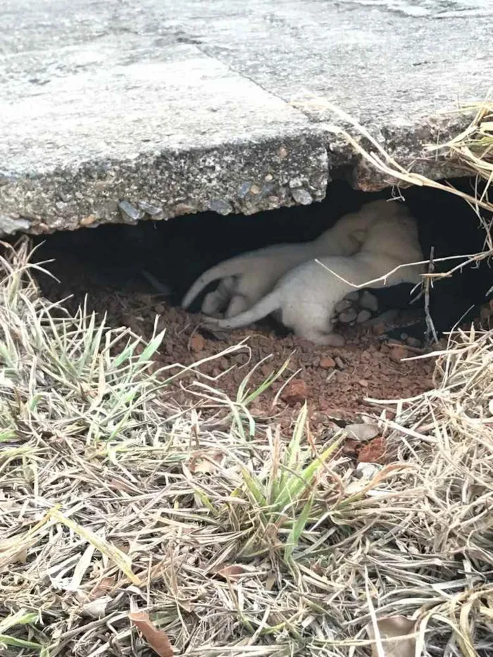 Cachorro ra a Vira lata  idade 3 anos nome Pretinha 