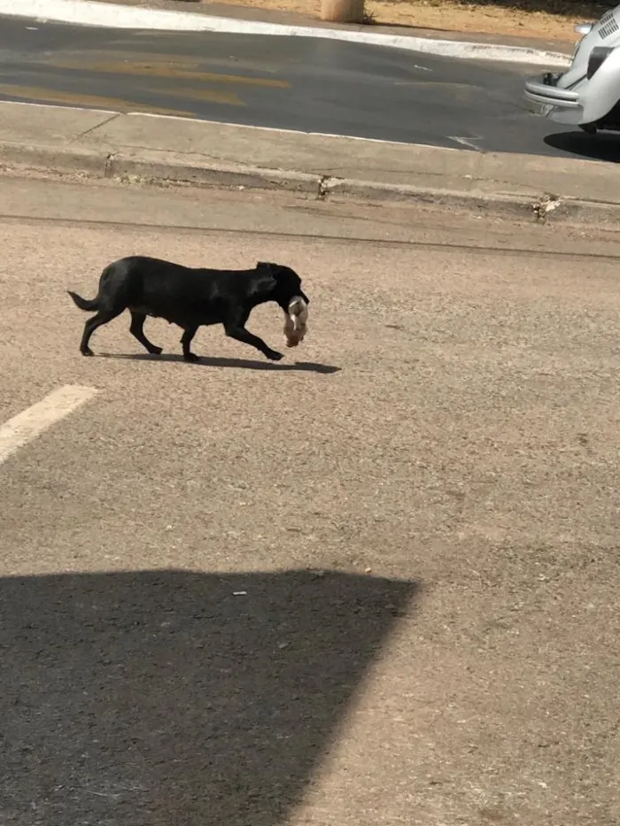 Cachorro ra a Vira lata  idade 3 anos nome Pretinha 