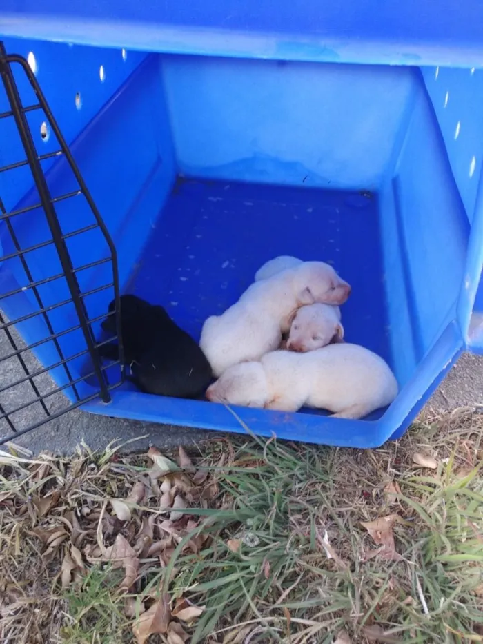 Cachorro ra a Vira lata  idade 3 anos nome Pretinha 