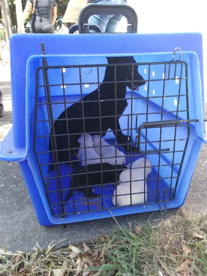 Cachorro ra a Vira lata  idade 3 anos nome Pretinha 