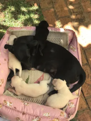 Cachorro raça Vira lata  idade 3 anos nome Pretinha 