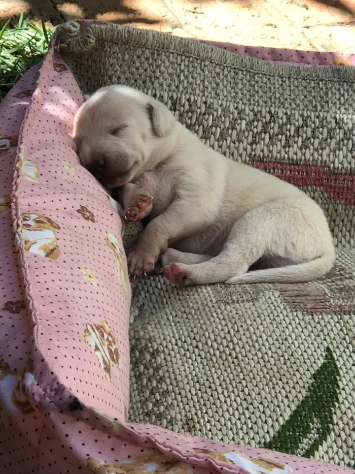 Cachorro ra a Vira lata  idade 3 anos nome Pretinha 
