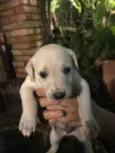 Pretinha