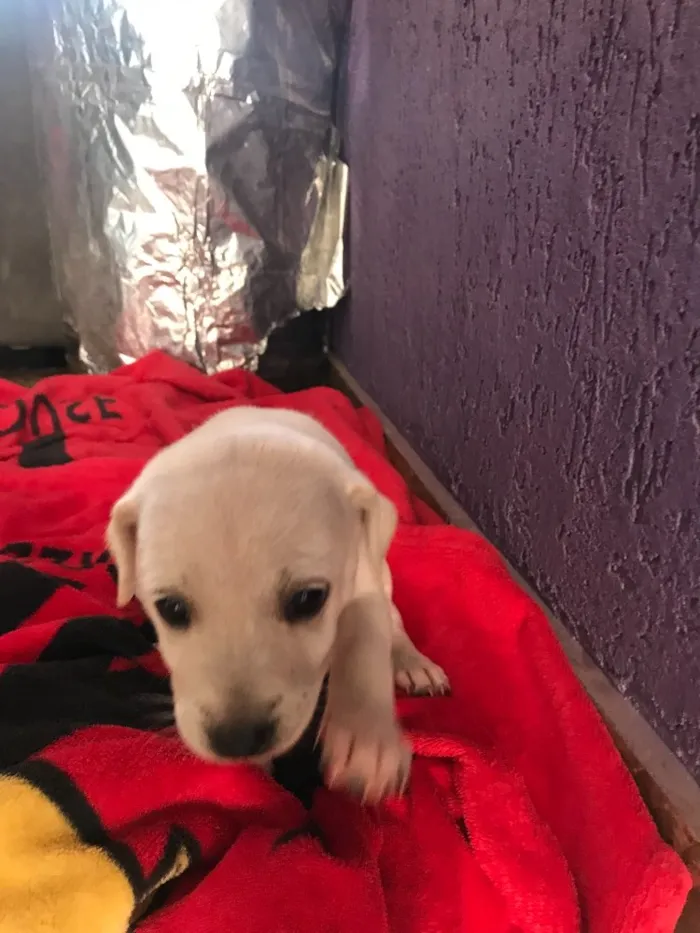 Cachorro ra a Vira lata  idade 3 anos nome Pretinha 