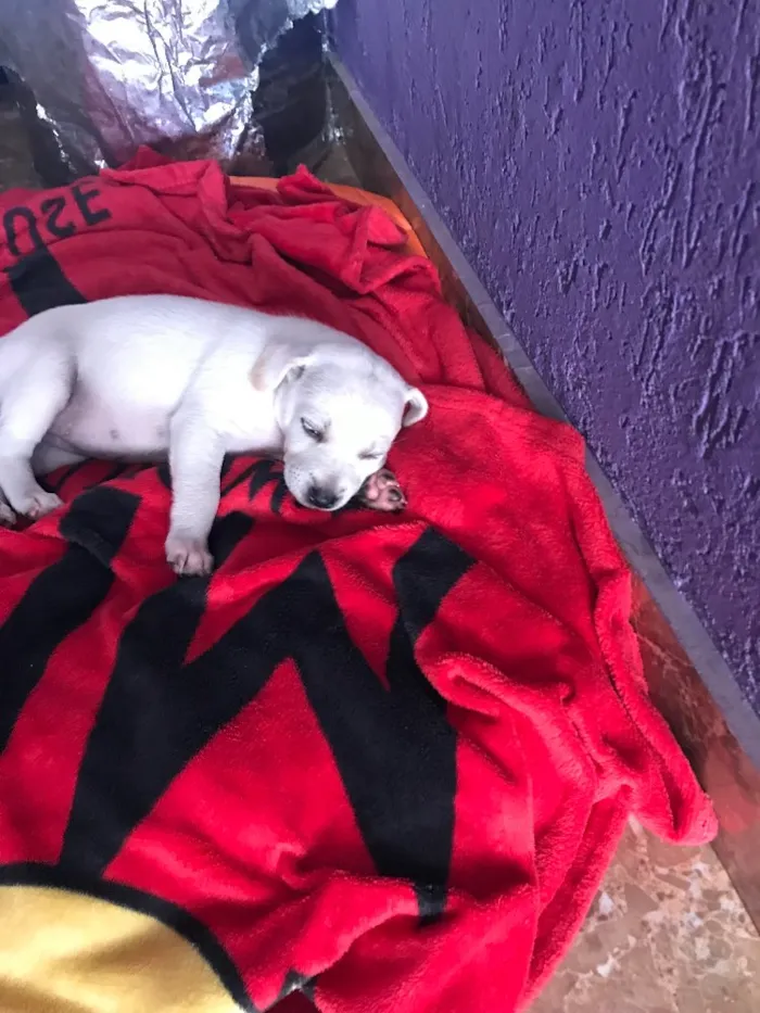 Cachorro ra a Vira lata  idade 3 anos nome Pretinha 