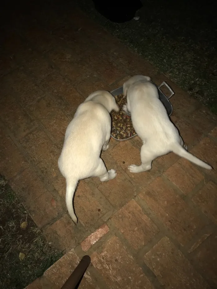 Cachorro ra a Vira lata  idade 3 anos nome Pretinha 