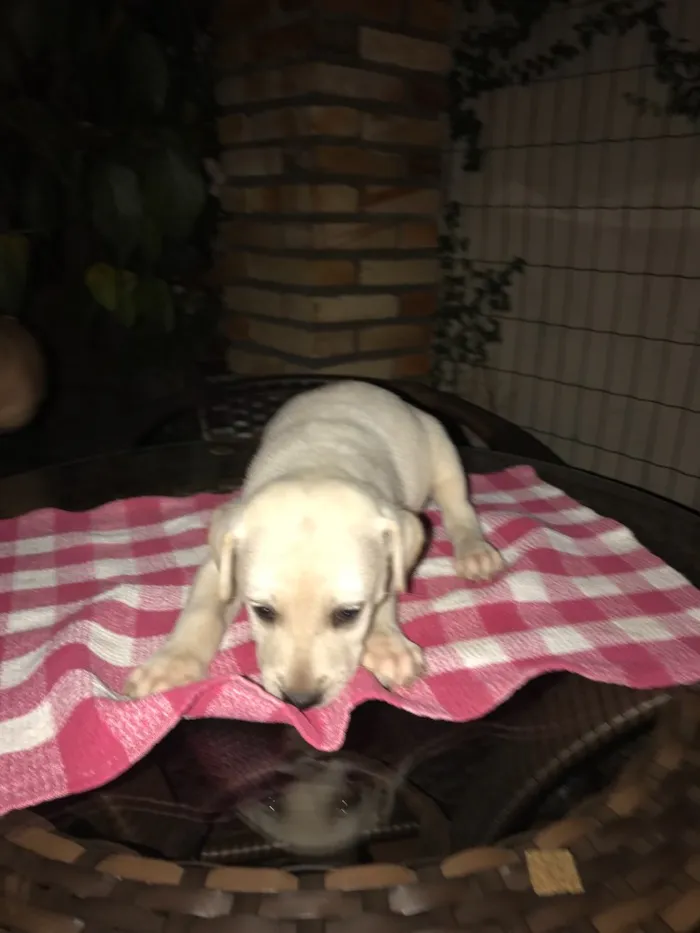 Cachorro ra a Vira lata  idade 3 anos nome Pretinha 