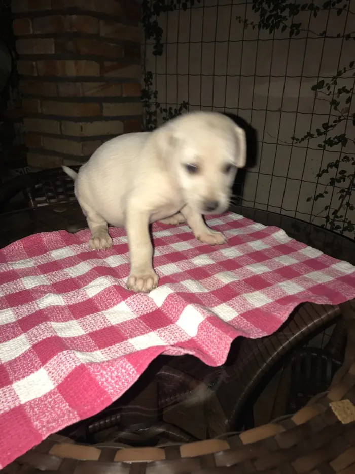 Cachorro ra a Vira lata  idade 3 anos nome Pretinha 
