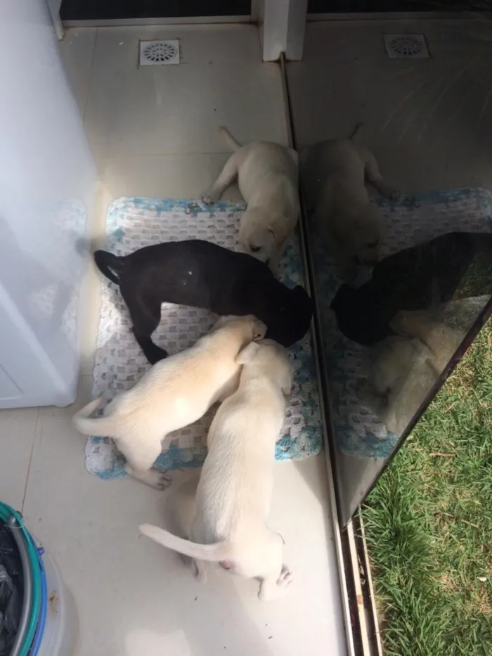 Cachorro ra a Vira lata  idade 3 anos nome Pretinha 
