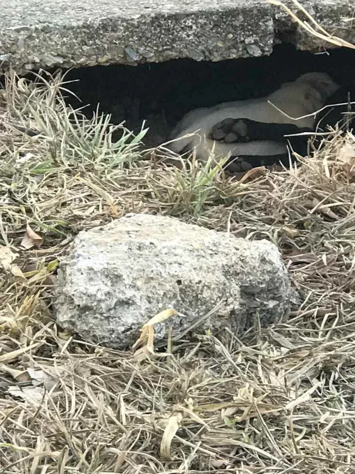 Cachorro ra a Vira lata  idade 3 anos nome Pretinha 