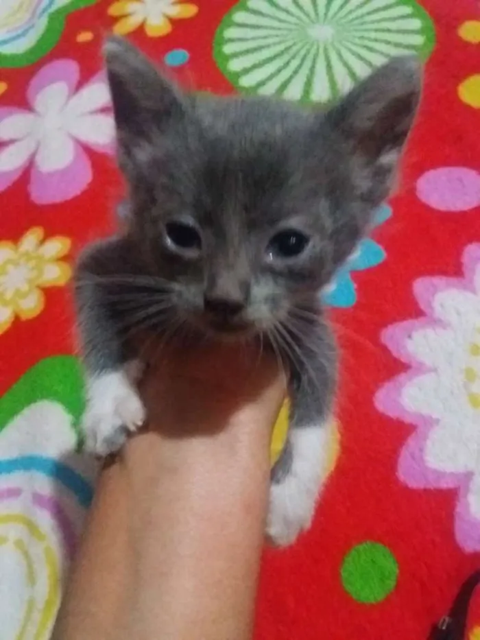 Gato ra a Sem raça idade Abaixo de 2 meses nome Sem nome