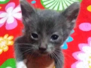 Gato raça Sem raça idade Abaixo de 2 meses nome Sem nome